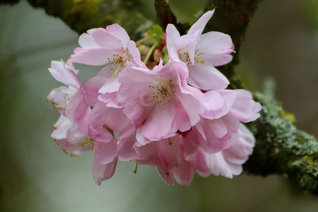 桜の画像